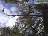 Tree topping trimming removing  hauling and skid steer work