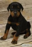 Doberman puppies