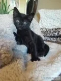 Kittens free to good home