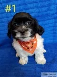 Shihtzu mix puppies