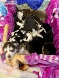 Husky Puppies