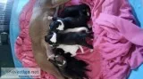 Seal boxers and White boxers for sale