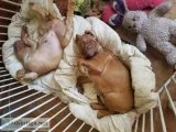 Akc french mastiff puppy