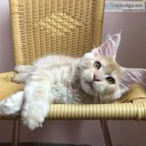 compassionateBeauti ful Maine Coon Kittens  available (300)Each