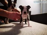 Boston Terrier Puppies