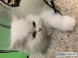 5 month old Persian cat 400