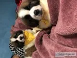 St.bernard puppy
