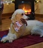 AKC Standard Poodle 1 yr White Female In Michigan