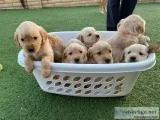 Akc Golden retriever puppies