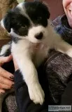 Border Collie puppies