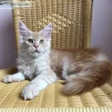 calm and Good looking Maine Coon Kittens  available (300)Each