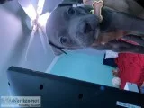 Purebred Blue Nose Pitbull Puppy