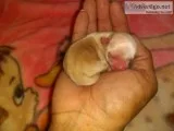Tiny Apple Head Female Chihuahua