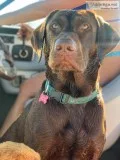 AKC Chocolate Labradors Puppies