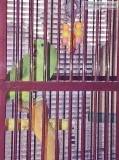 Amazon yellow nape parrot male