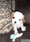 AKC registered King Charles Cavalier puppy