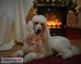 AKC White Standard Poodle 1 Yr female-Michigan Poodles