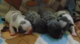 French Bulldog Puppies