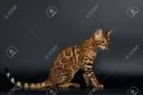 MARTINA - Female Bengal