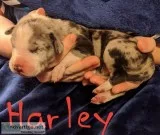AKC Great Dane Puppies