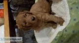 1 beautiful male goldendoodle puppy for sale