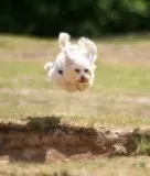 Prevail-k-9