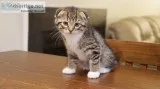 Scottish fold and straight Kittens  