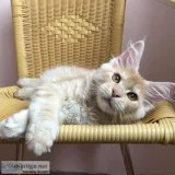 Pretty and Charming Maine Coon Kittens  available (300)Each