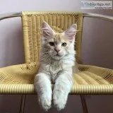 Beautiful and gentle Maine Coon Kittens  available (300)Each