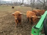 Cattle for sale