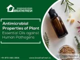 Antimicrobial Properties of Plant Essential Oils against Human P