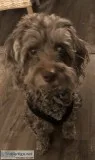 4 Year old Poodle