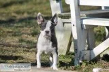 American bully