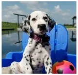 DALMATIAN PUPPY FOR SALE