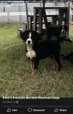 Akc Bernese Mountain Dogs