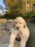 Golden Retriever Puppies