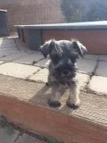 Miniature schnauzer puppies