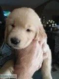 Golden Retriever puppies