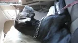 Blue European Great Dane Female