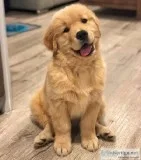 5 Month Old Golden Retriever
