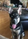 HuskyGerman Shepard Puppy