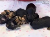 Yorkshire terrier puppies