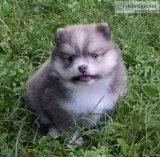 AKC registered Pom for sale