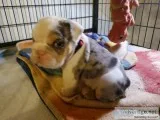 English Bulldogs EXOTIC colors available merle
