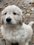 Golden Retriever puppies