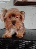 Adorable older Yorkie puppies