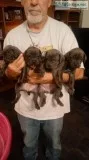 Reg. Cane Corso pups