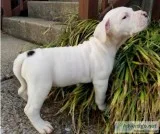 Blanca Female bulldog