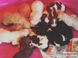 Standard Poodle Puppies