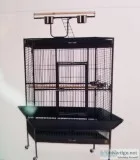 PINEAPPLE CONURE  1Yr.